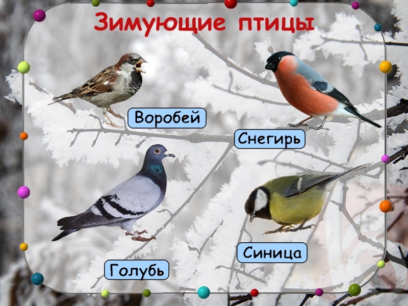 Слайд 8: презентация зимующие птицы