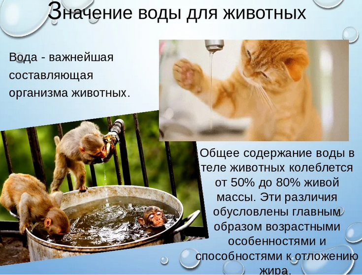 Agua en la vida de los animales