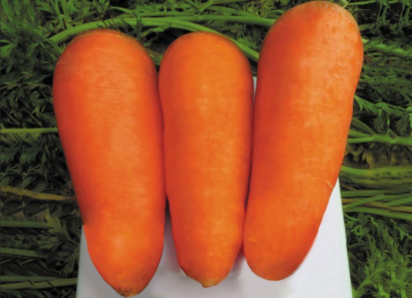 Толстенькая морковка