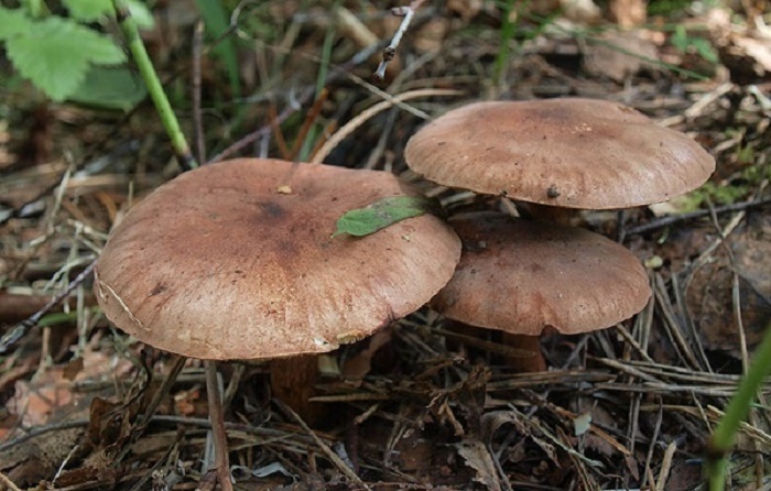 Ядовитые грибы: рядовка коричневая сластушка