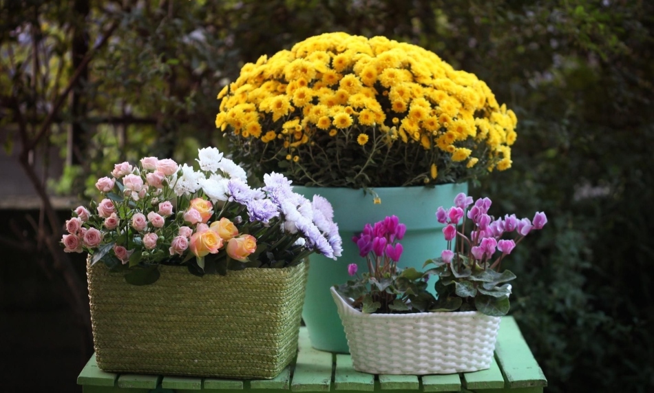 Создайте дома прекрасную композицию из хризантем