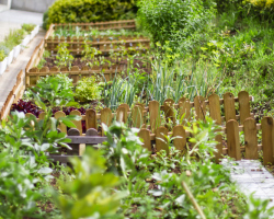 ¿Qué se puede plantar con un jardín en un jardín, en un invernadero?