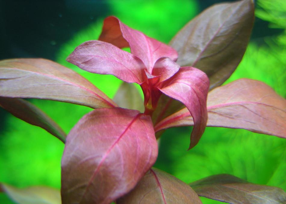 Аквариумные растения: фото с названиями и описанием. Какие растения лучше для аквариума? Растения для аквариума живые и искусственные. 38c1cd7bd365b4739d356fb1db0f96b3