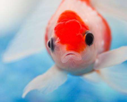Рибите са животни или не: аргументи за уроци в началното училище. На какви животни принадлежат рибите?