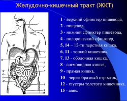 La estructura anatómica del tracto gastrointestinal humano: diagrama, funciones, tracto gastrointestinal, descripción