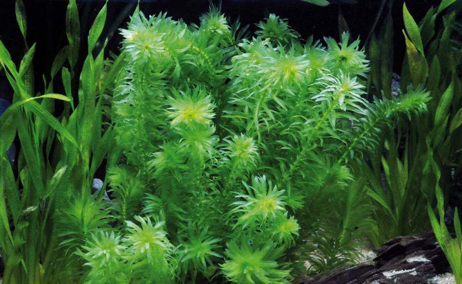 Аквариумные растения: фото с названиями и описанием. Какие растения лучше для аквариума? Растения для аквариума живые и искусственные. 3ba37ba888379246d65ddbf981b46f16