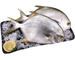 ¿Es posible y cómo comer pescado aceite correctamente? ¿Cuáles pueden ser las consecuencias de su uso? ¿Qué hacer al envenenar pescado petrolero?
