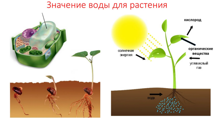 Agua en la vida vegetal