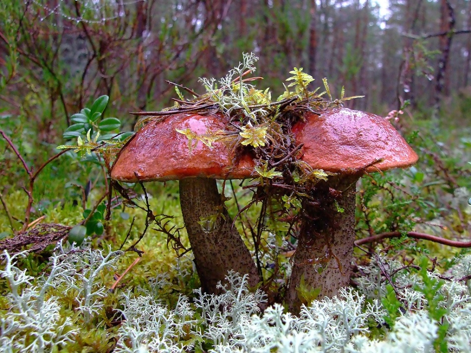 Как быстро растут съедобные грибы после дождя осенью?