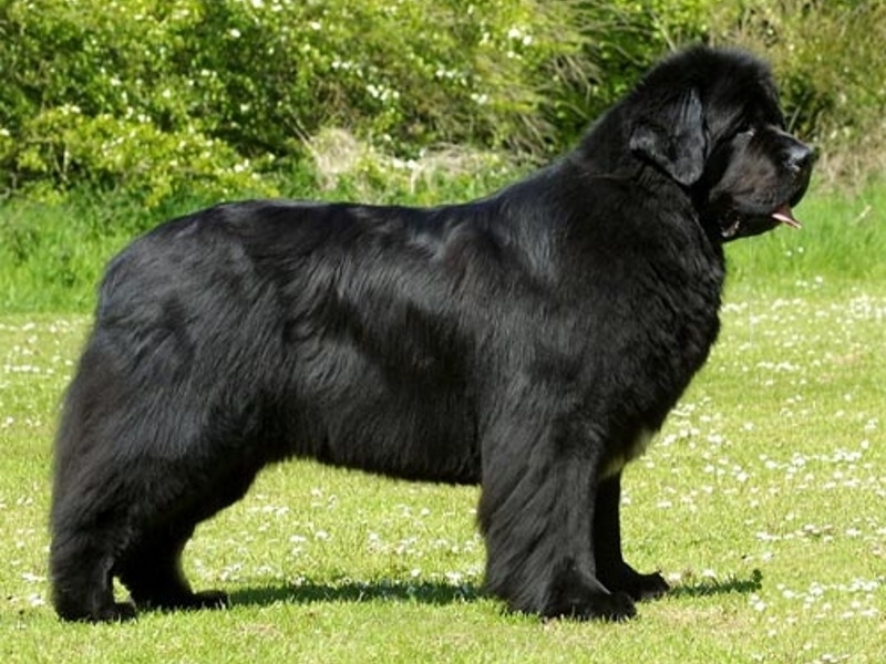 Ньюфаундленд - порода собак: отзывы владельцев