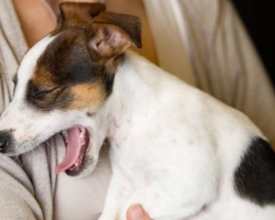 Síndrome de estornudio inversa de perros: ¿Qué es y qué tan peligroso es el síntoma?