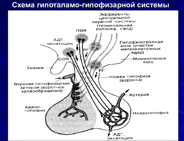 Η δομή του υποθαλάμου-υπόφυσης συστήματος του ανθρώπινου εγκεφάλου