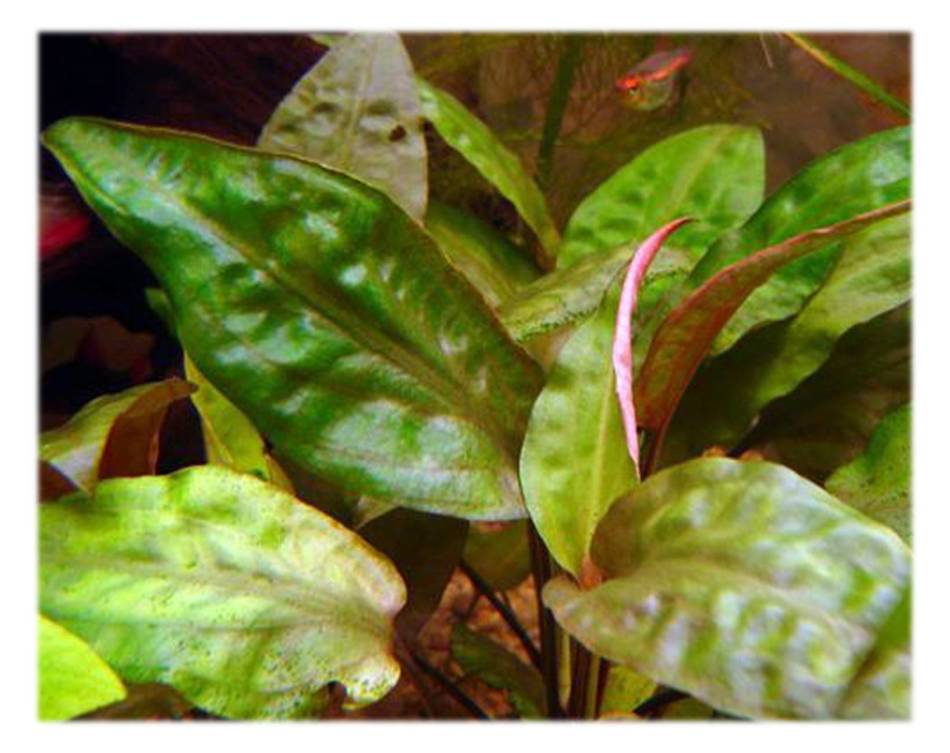 Аквариумные растения: фото с названиями и описанием. Какие растения лучше для аквариума? Растения для аквариума живые и искусственные. 5d9a687a937b770a894f2f99a0c6c741
