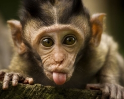 Μαϊμού: ποικιλίες, ονόματα, ικανότητες, ενδιαφέροντα γεγονότα, η προέλευση ενός ατόμου από έναν πίθηκο είναι μια σύντομη περιγραφή του ζώου για παιδιά