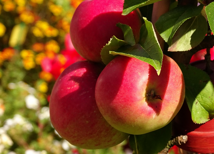 Τα μήλα αυξάνουν την αιμοσφαιρίνη στο αίμα κατά τη διάρκεια της εγκυμοσύνης καλύτερα