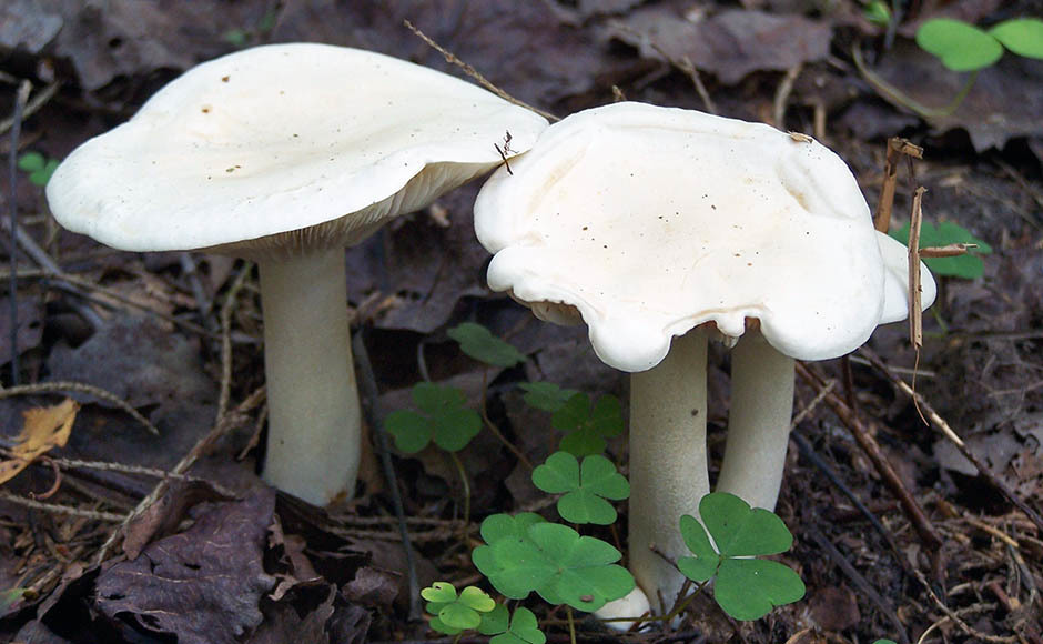 Ядовитые грибы: рядовка белая