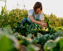 Señales para los jardineros: ¿Qué hacer o no se puede hacer para tener una buena cosecha?