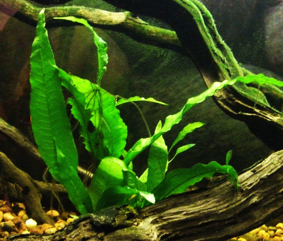 Аквариумные растения: фото с названиями и описанием. Какие растения лучше для аквариума? Растения для аквариума живые и искусственные. 7fcfcab6ea161510481e3ed8443cfe6f