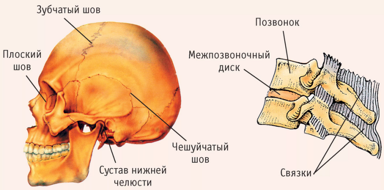 El nombre de los huesos y las articulaciones del cráneo