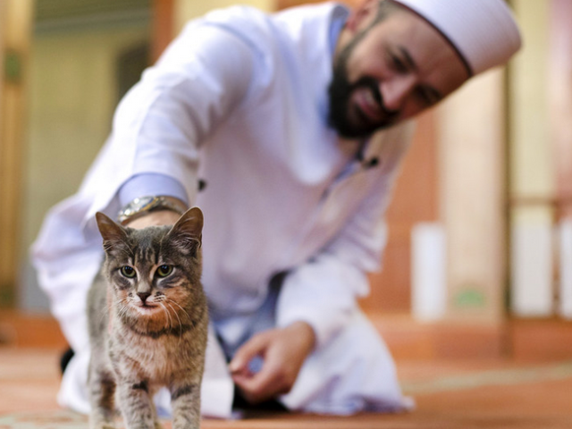 Μπορούν οι μουσουλμάνοι να έχουν εγχώρια ζώα και ποια; Στάση απέναντι στα ζώα στο Ισλάμ: Μπορείτε να κρατήσετε μια γάτα, αλεπού, χάμστερ, αρουραίο στο σπίτι;