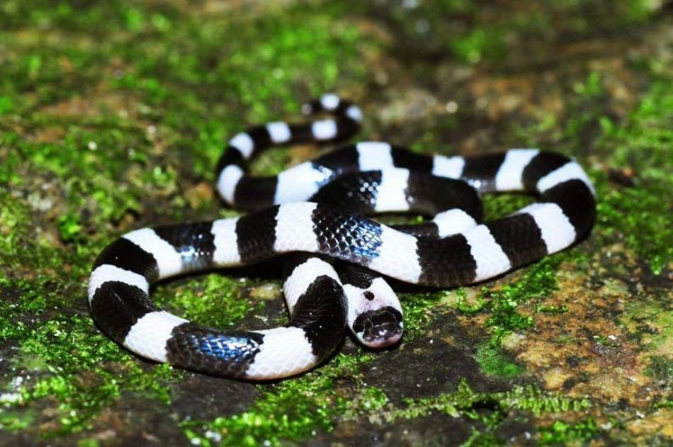Малайский крайт - змея, яд которой сложно нейтрализовать