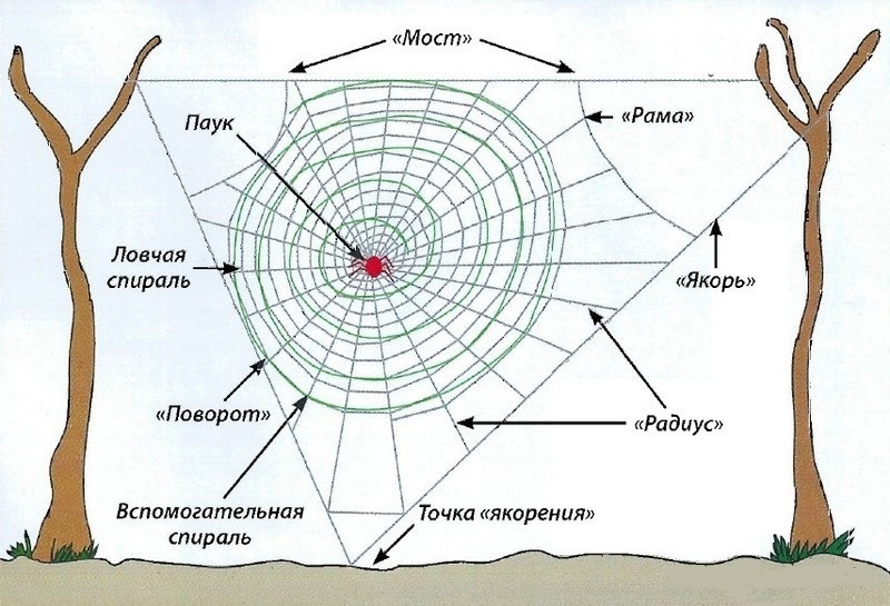 Схема паутины паука-кругопряда