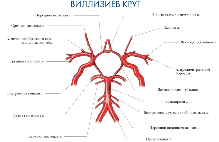 Círculo de villiziev con arterias