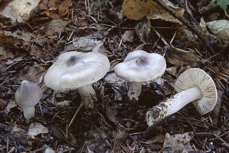 Токсичный гриб: рядовка мышиная заостренная
