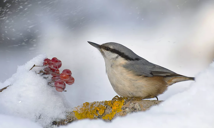 Синьото пълзящо птица през зимата