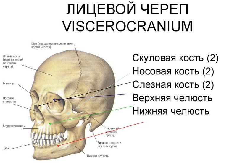 El cráneo delantero
