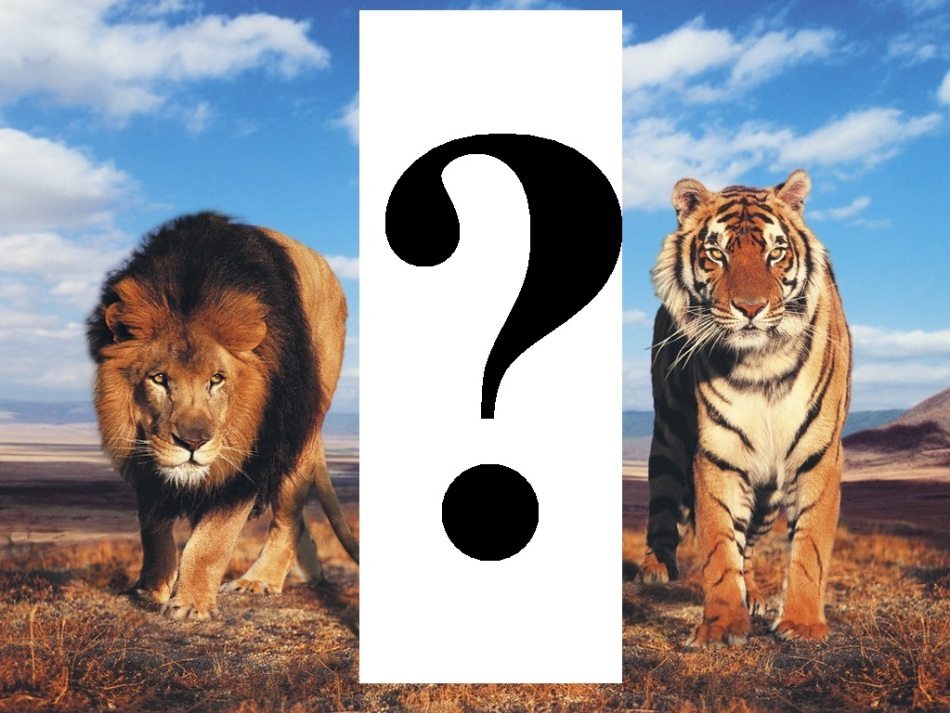 Сходства и отличие льва и тигра