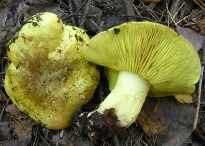 Съедобный гриб: рядовка - зеленушка