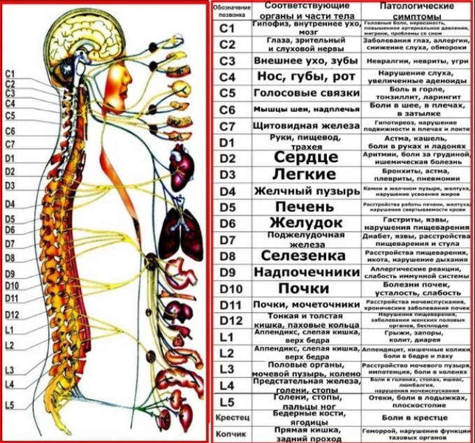 Органи и техните периферни нерви към гръбначния стълб