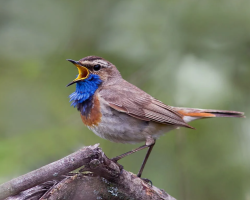Певчие птицы: названия, фото, краткое описание. Поют ли певчие птицы в неволе? Какие певчие птицы могут жить в клетках?