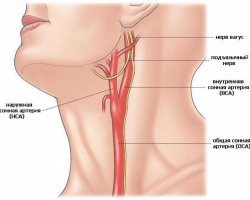 Arteria dormida en el cuello: desde el cual, la anatomía de los vasos sanguíneos de la columna cervical