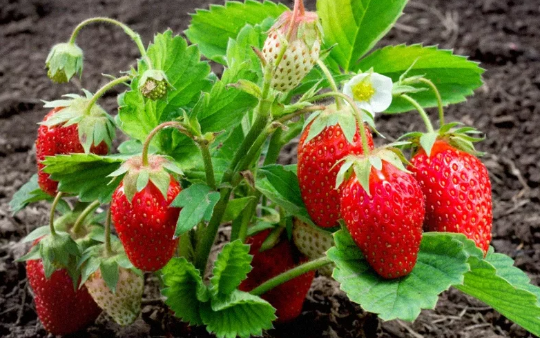 Οι φράουλες δεν έχουν μολυνθεί με νηματώδη