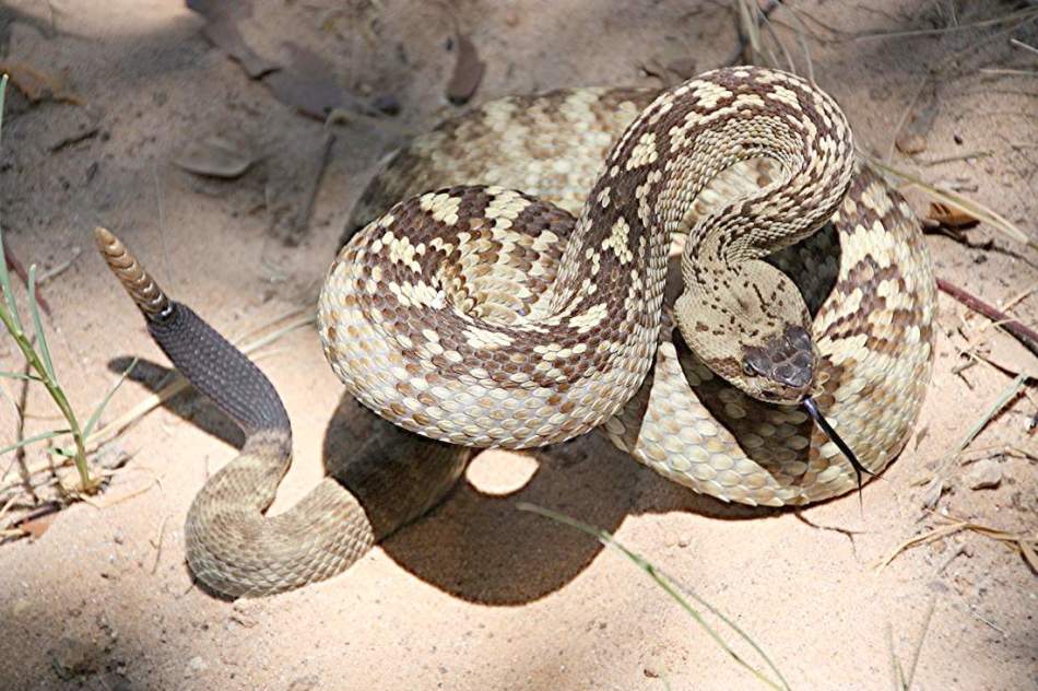Гремучая змея - змея, которая предпочтет сначала договориться