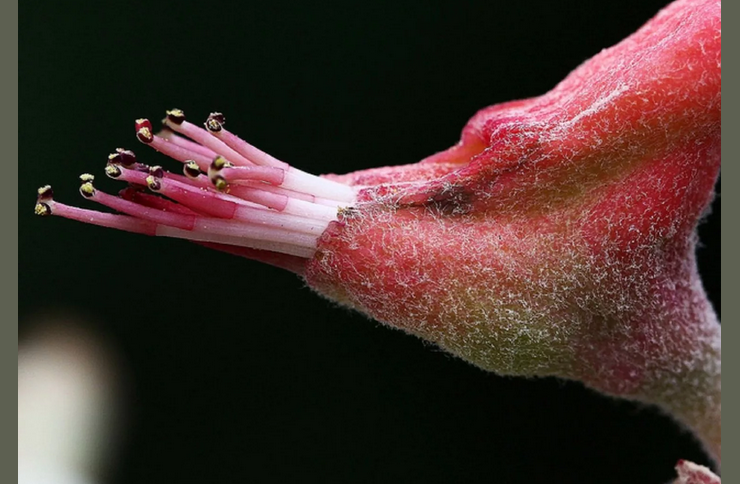 Цветок педилантус