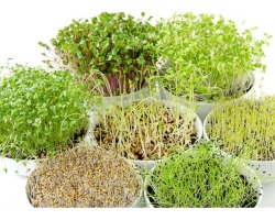¿Cómo difiere el microondas de la vegetación ordinaria? ¿De qué semillas se cultivan microondas?