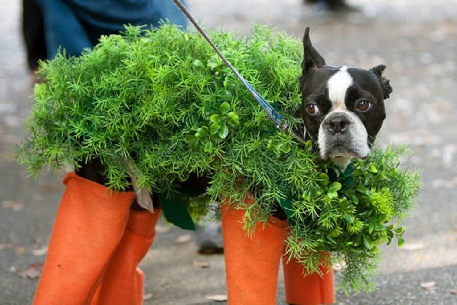 Костюм для собаки "а ля морковка"