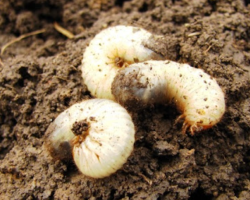 Larvas del Beetle de mayo: ¿Cómo lidiar con ellas?