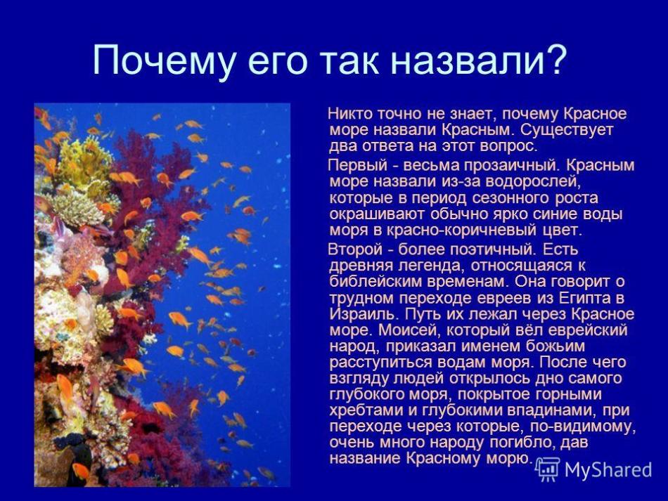 Слайд с фотографией подводных обитателей возле коралла и текстом о происхождении названия красного моря
