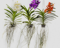 Qué hacer con las raíces de orquídeas: cómo trasplantar con grandes raíces de aire, ¿es posible enterrar? ¿Es posible propagar la orquídea con raíces aéreas?