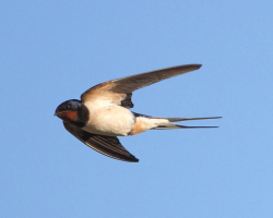 Swallow Bird: Descripción para niños. Bird Swallow: cómo se ve, qué tamaños, color, características, nutrición, hábitos, guisos, características interesantes. ¿Dónde hibernan los pájaros hibernados?
