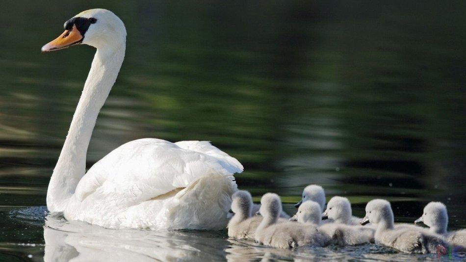 Мама-лебедь и её малыши