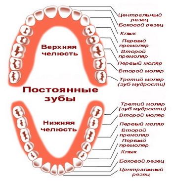 Новые зубы