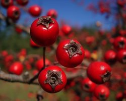Полезные свойства плодов боярышника. Как и когда применять боярышник?