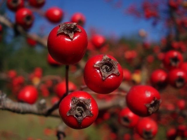 Полезные свойства плодов боярышника. Как и когда применять боярышник?