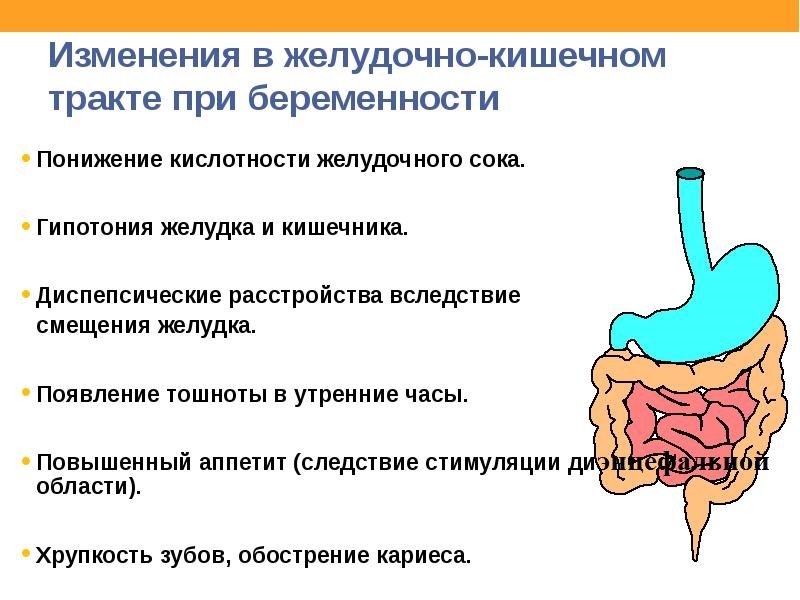 Изменение в жкт при беременности