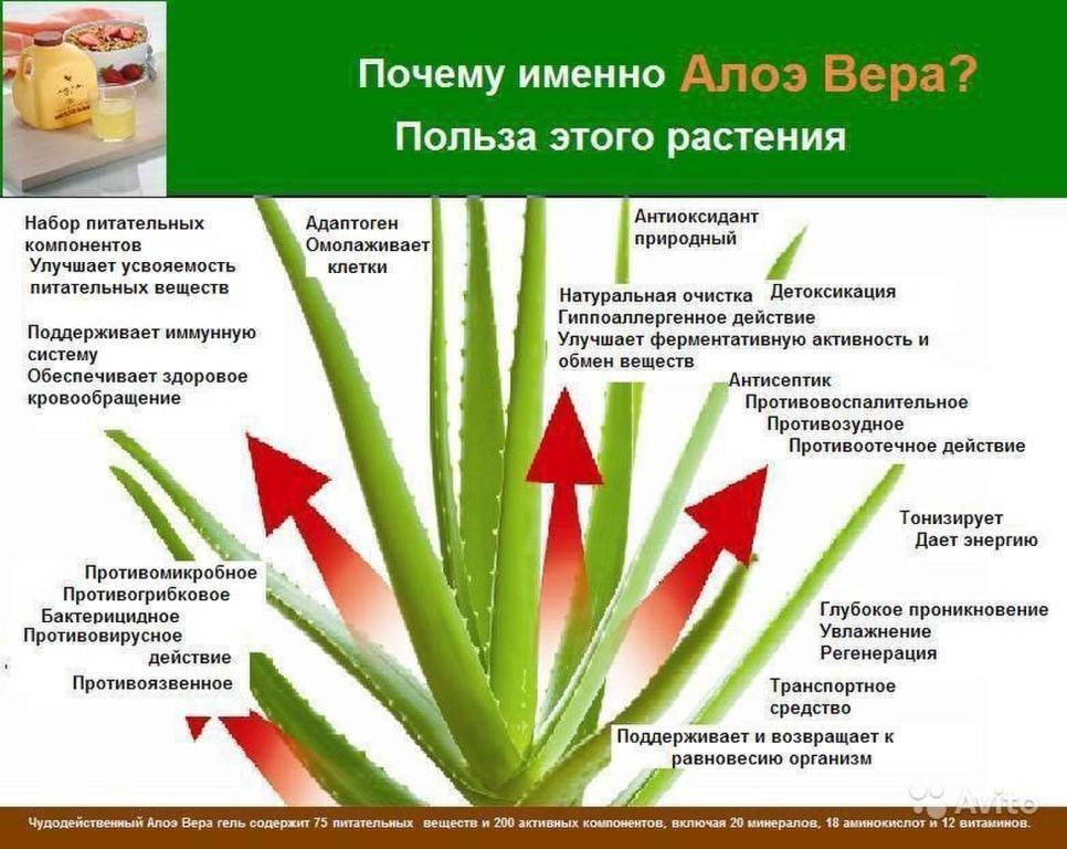 Польза алоэ вера